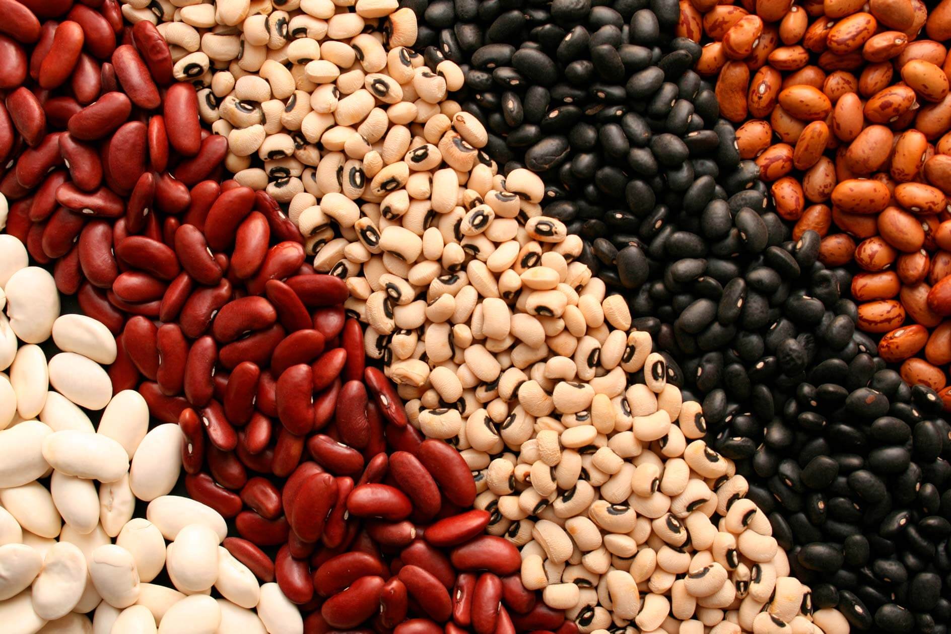 Tipo de Feijão, Receitas e Benefícios