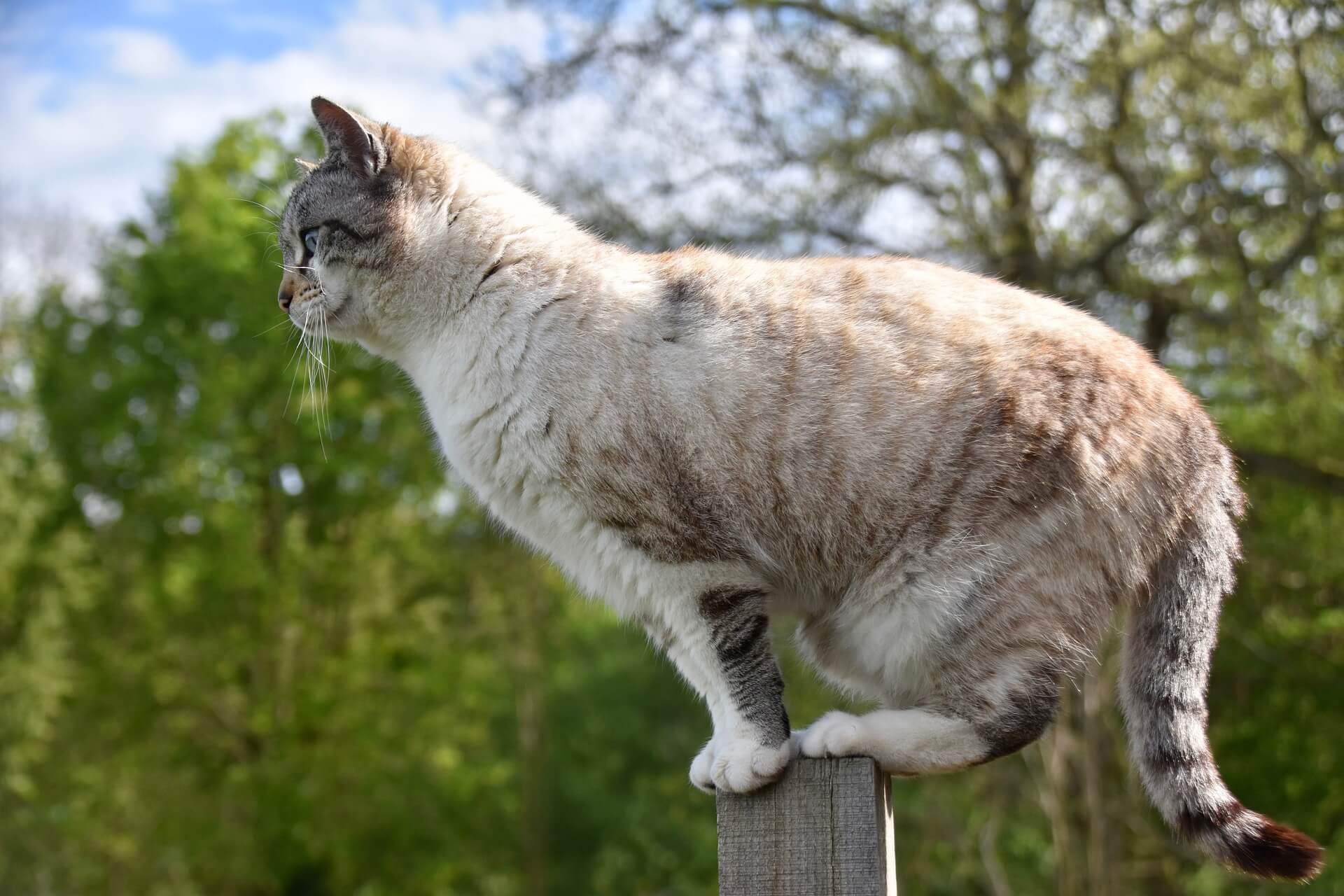 gato tem 7 vidas