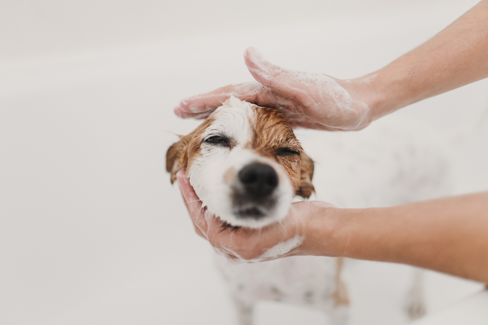 imagem de uma pessoa a dar banho a um cão
