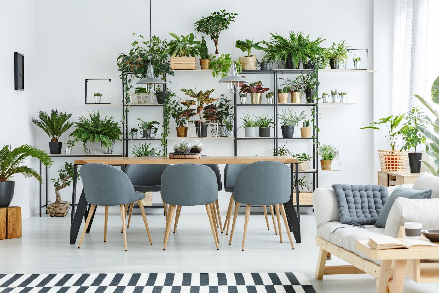 plantas de interior