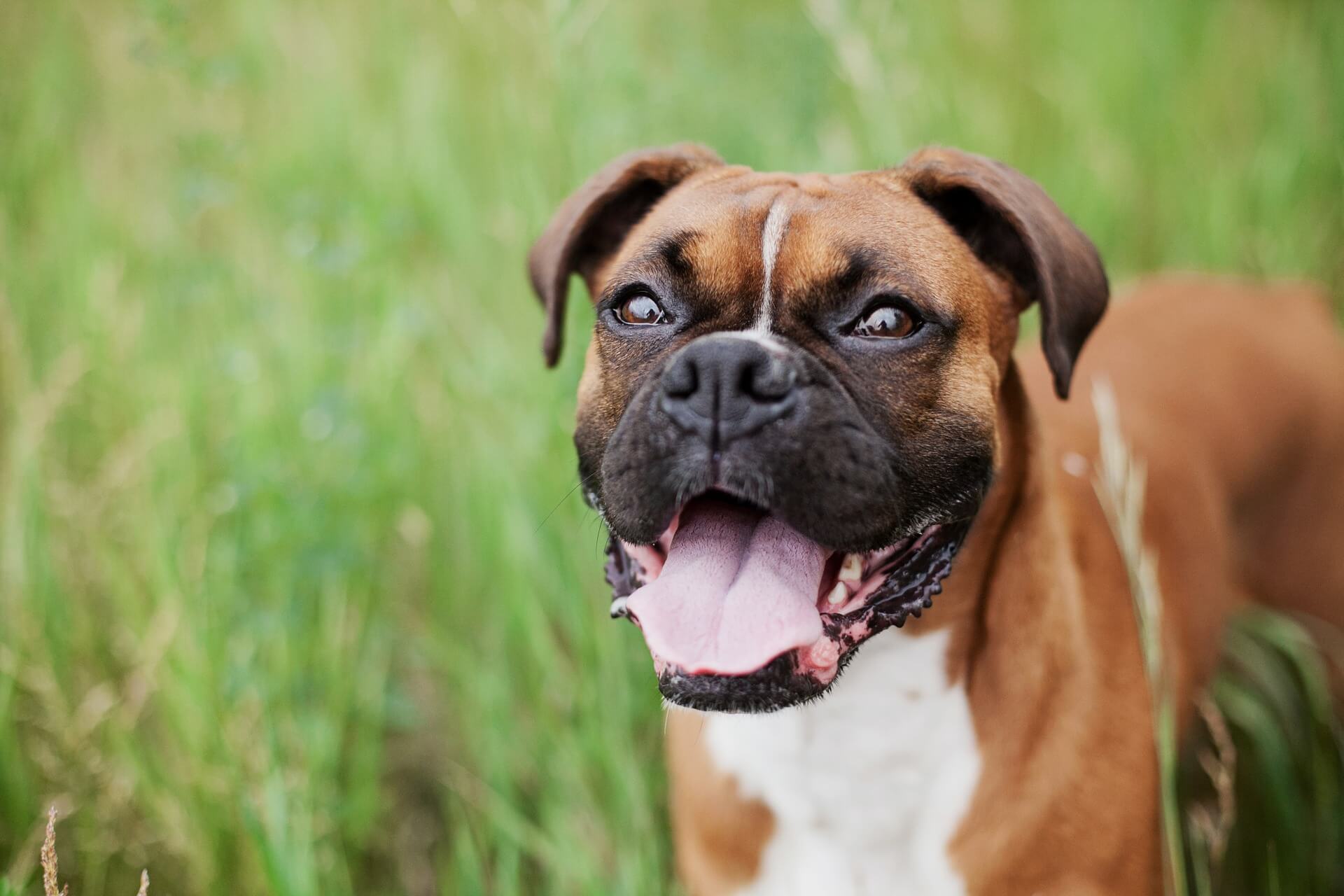 Cão boxer: personalidade e pelo