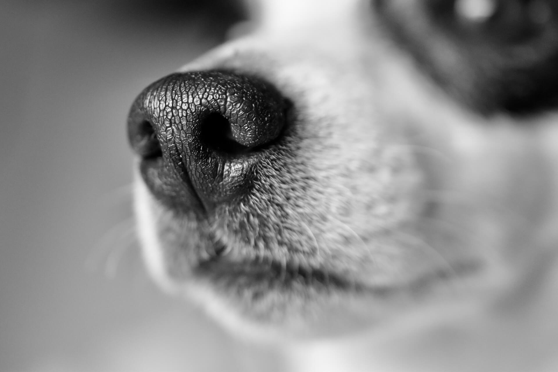 Como medir a temperatura dos cães